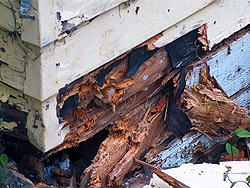 Wet Rot Wet Rot