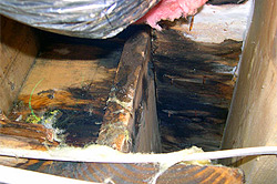 Wet Rot Wet Rot